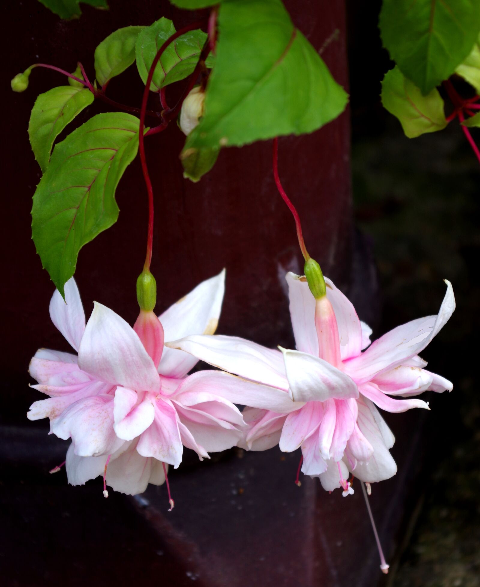 Pentax K-30 sample photo. Fuchsia, flowers, floral photography