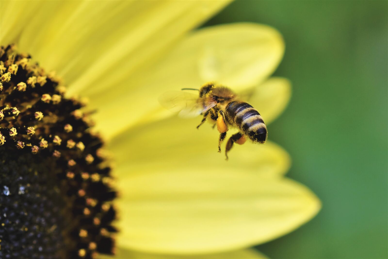 Nikon D7200 sample photo. Bee, honey bee, insect photography