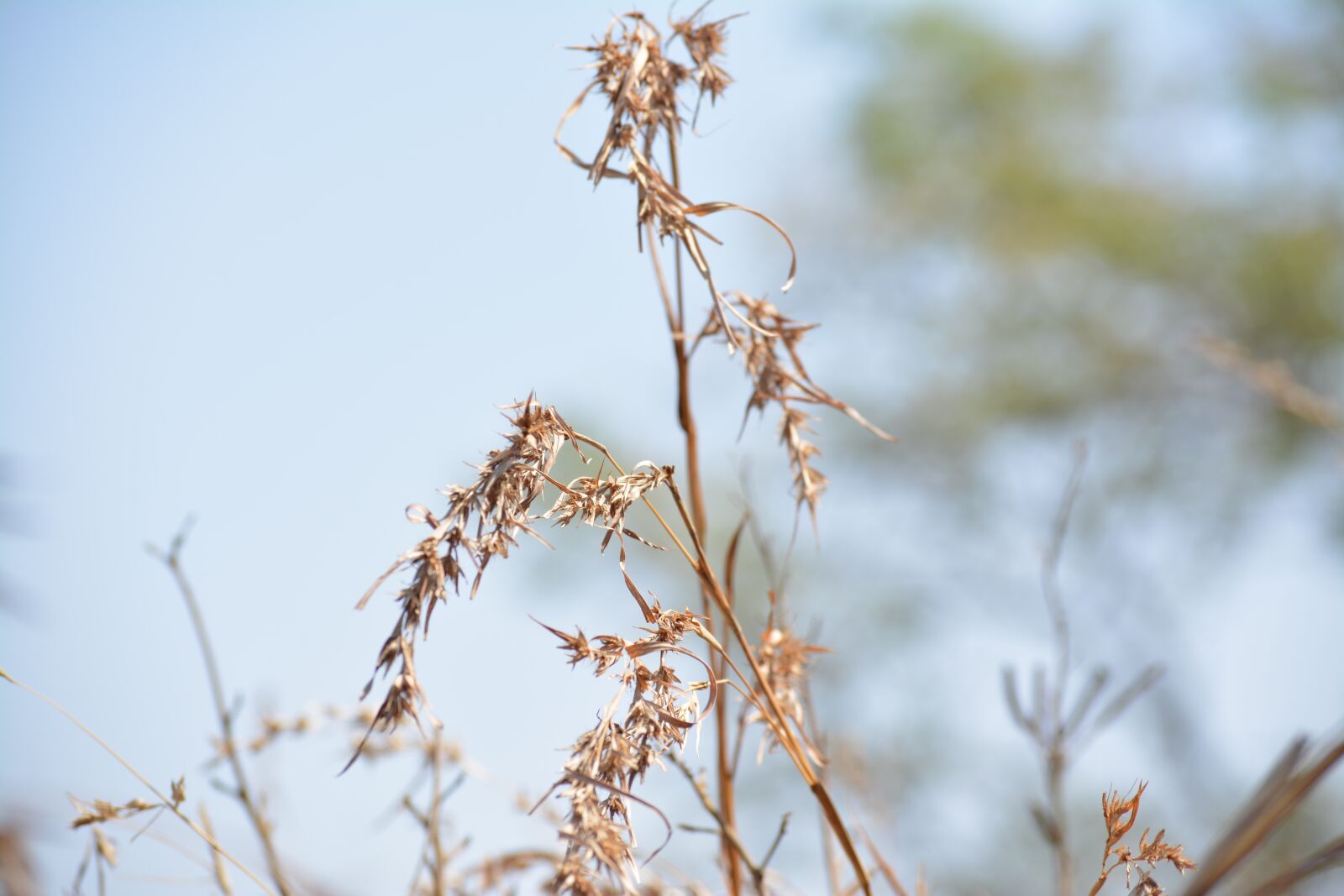 Nikon D5200 sample photo. Nature, outdoors, flora photography