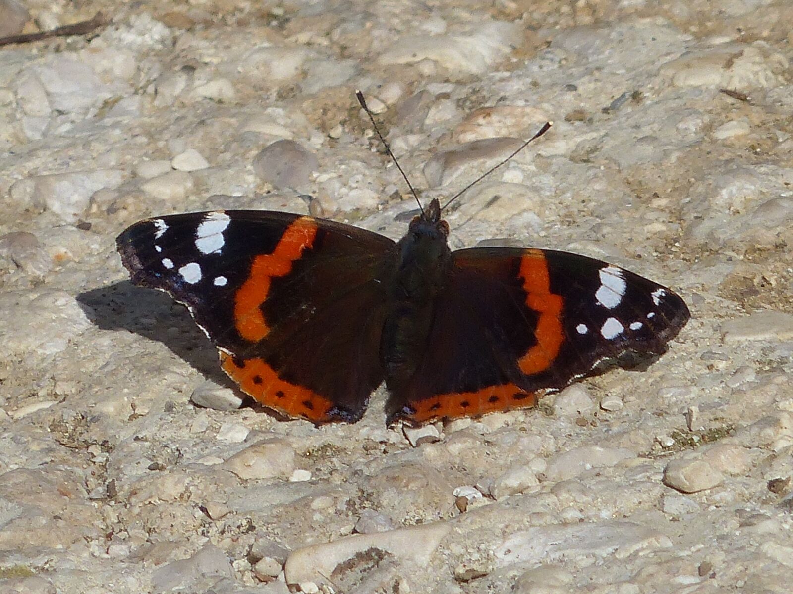 Panasonic Lumix DMC-FZ200 sample photo. Butterfly, ali, insect photography