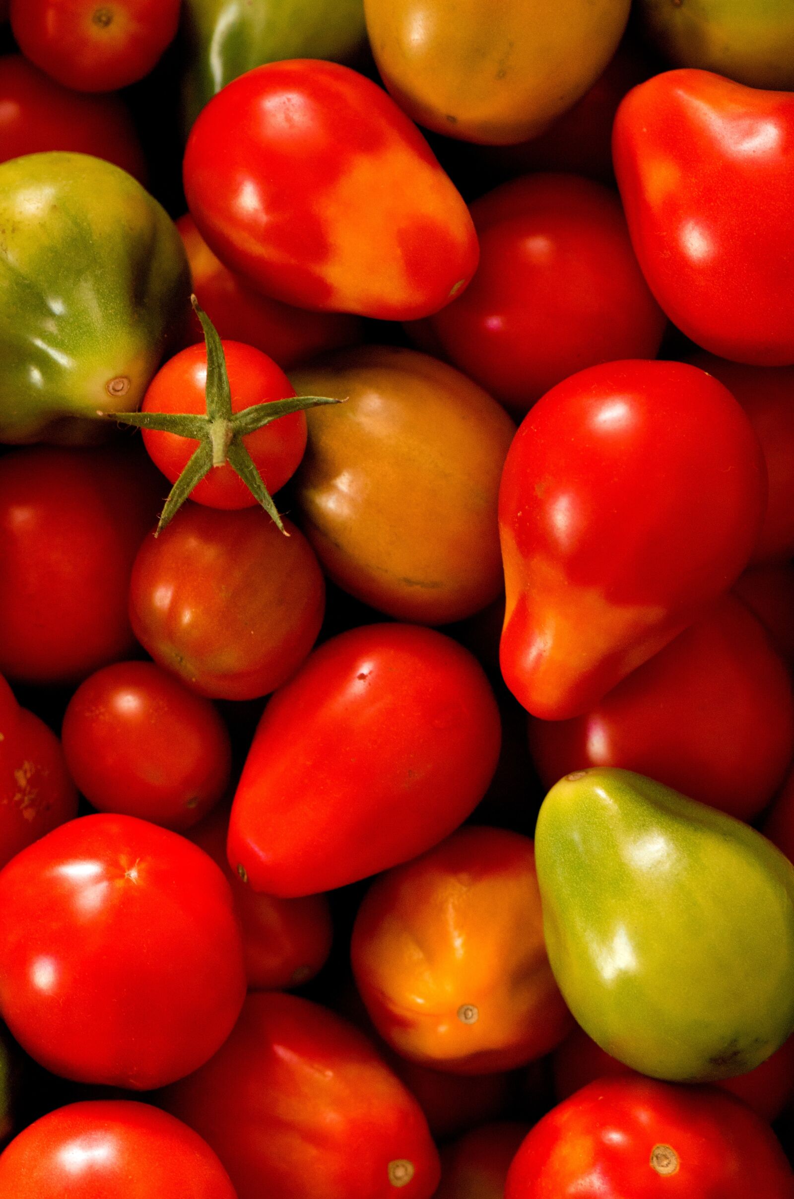 Nikon D5100 sample photo. Tomatoes, vegetable, harvest photography