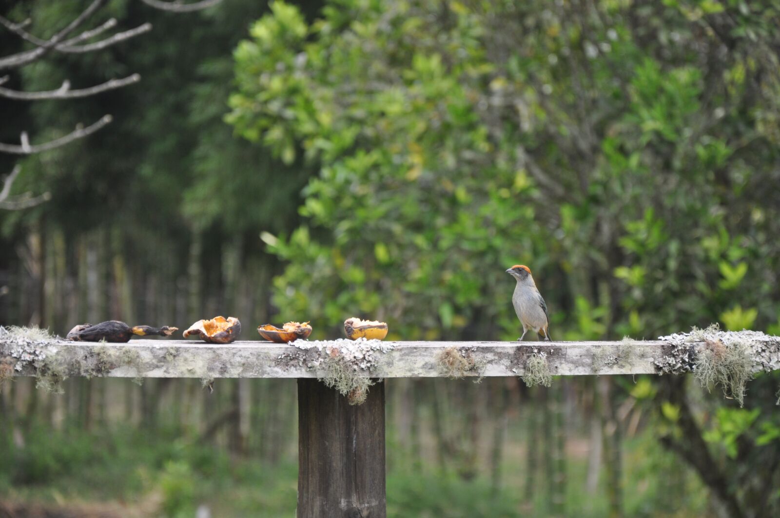 Nikon D5000 sample photo. Bird, countryside, n photography