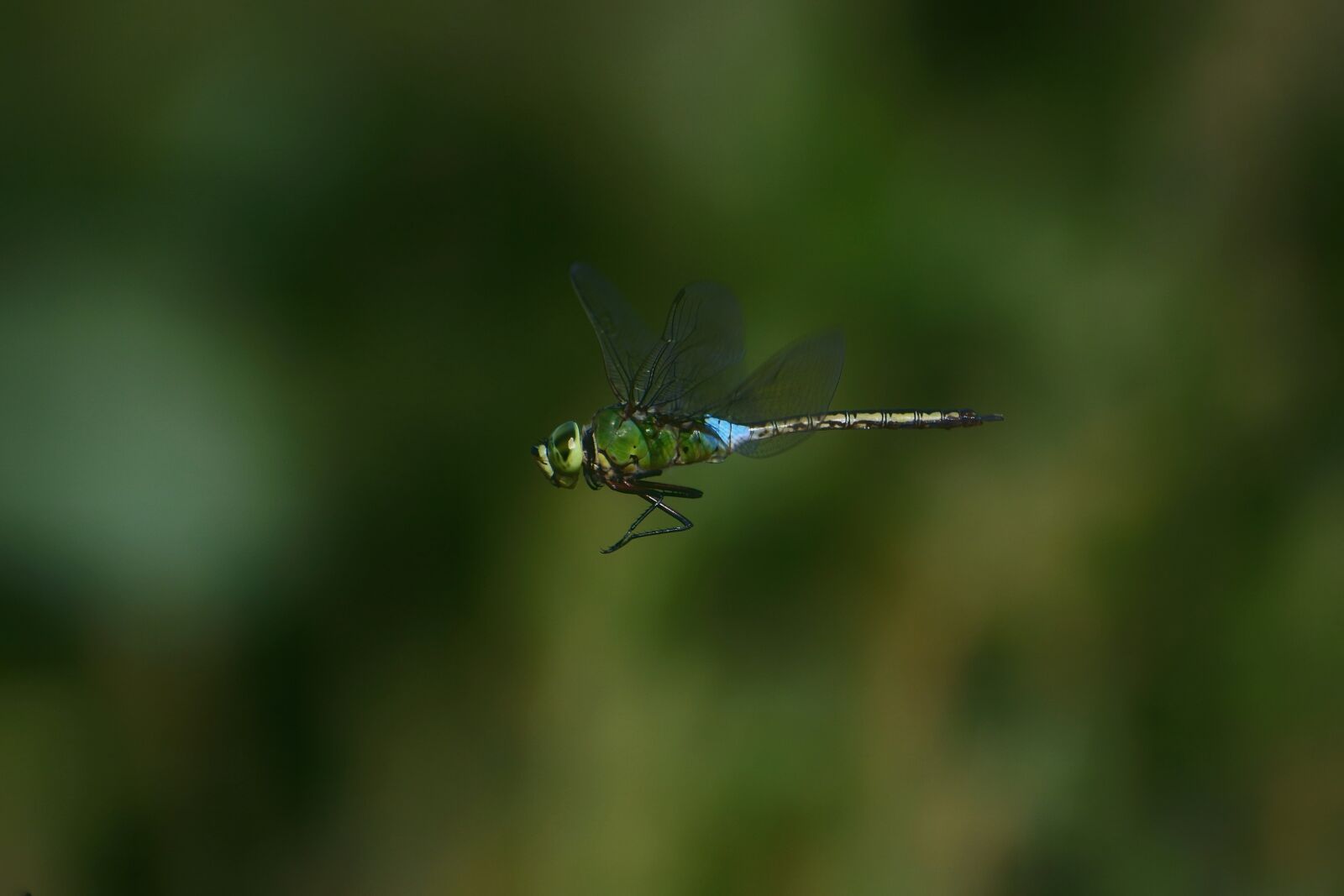 VR 70-300mm f/4.5-6.3G sample photo. Natural, landscape, insect photography