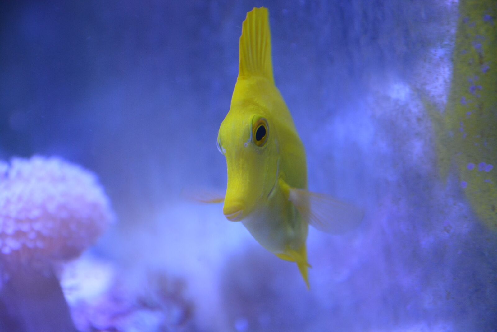 Nikon D5200 sample photo. Fish face, aquarium, sea photography