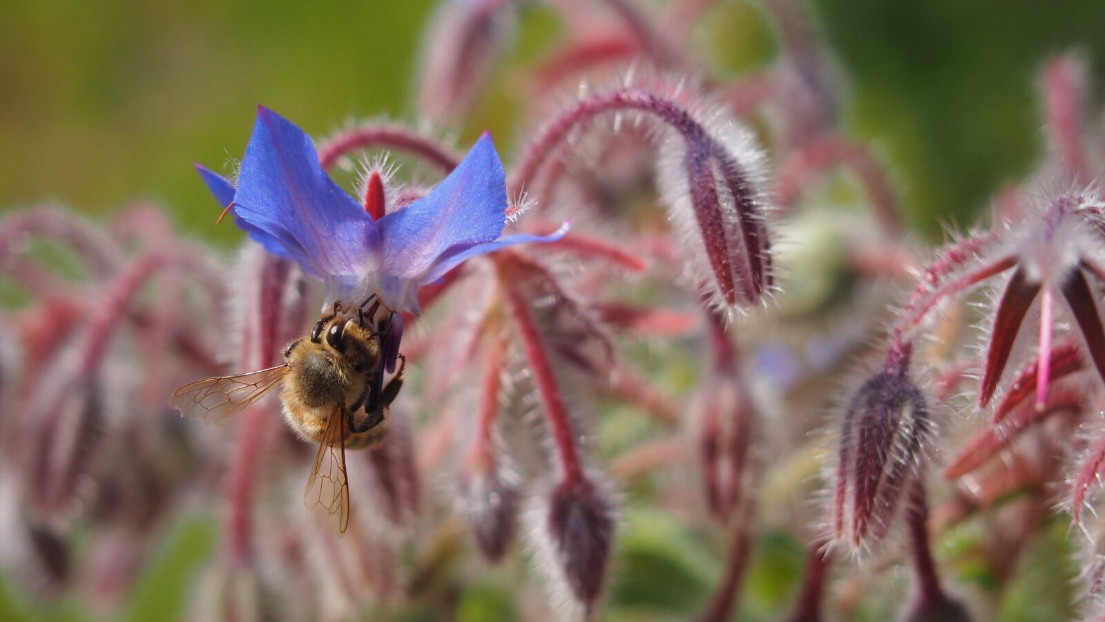Olympus PEN E-PL6 sample photo. Flower, bee, forage photography
