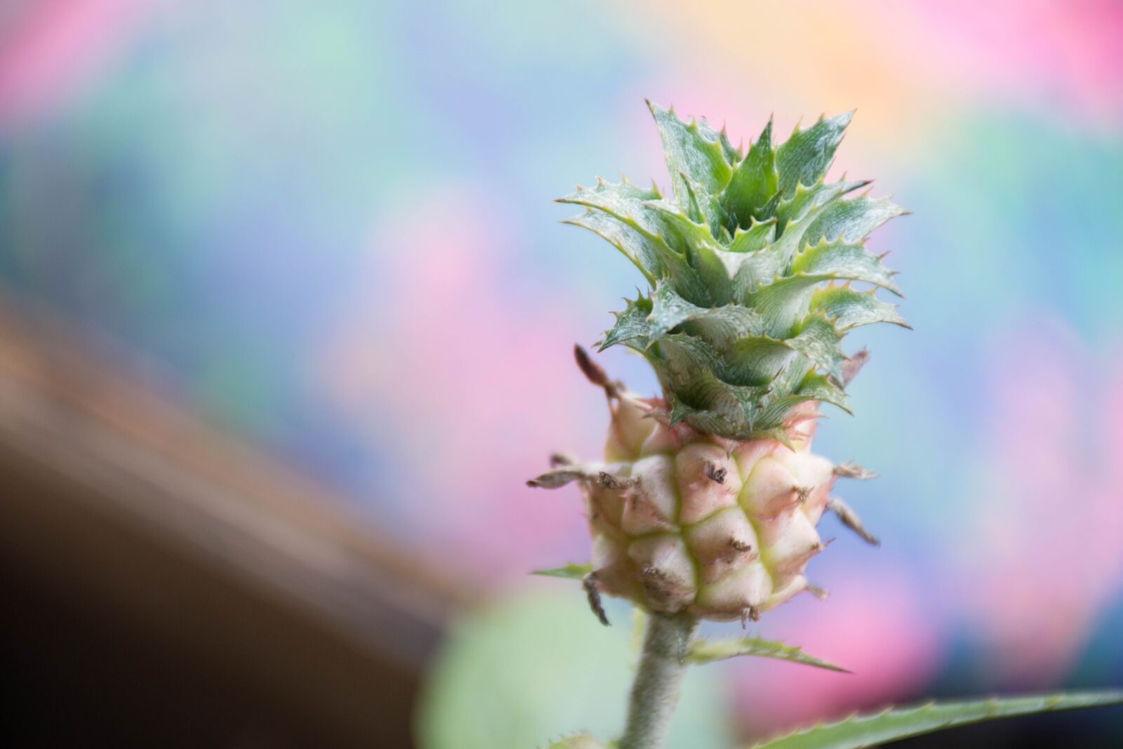 Nikon D7200 sample photo. Fruit, flowers, it leaves photography