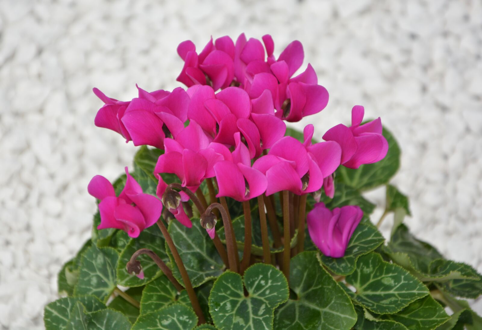 Nikon D5200 sample photo. Flower, cyclamen mini, bright photography
