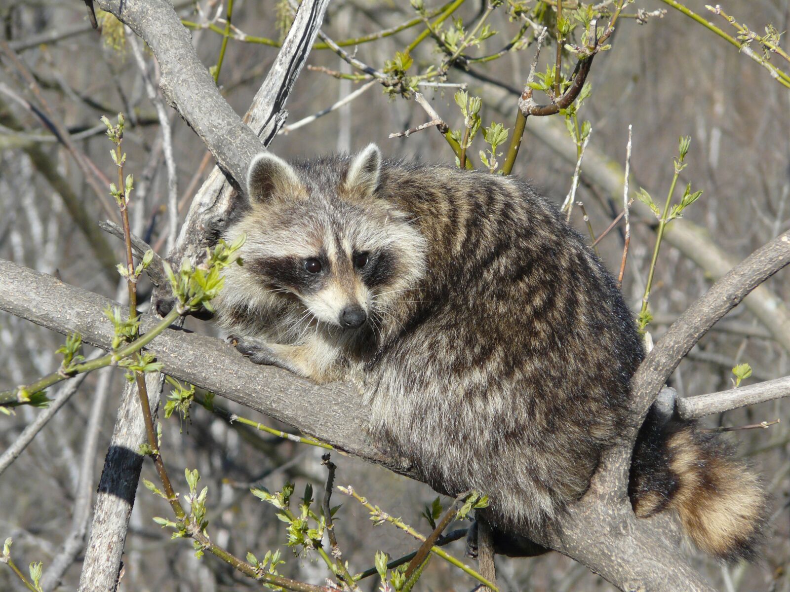 Panasonic DMC-FZ18 sample photo. Raccoon, wild life, cute photography