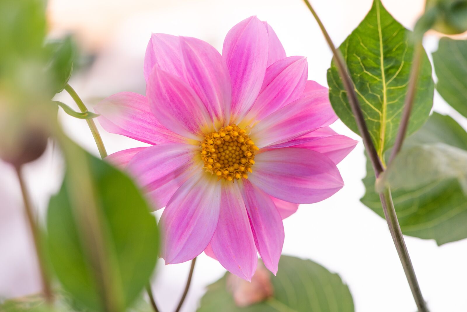 Nikon D750 sample photo. Flower, blossom, bloom photography