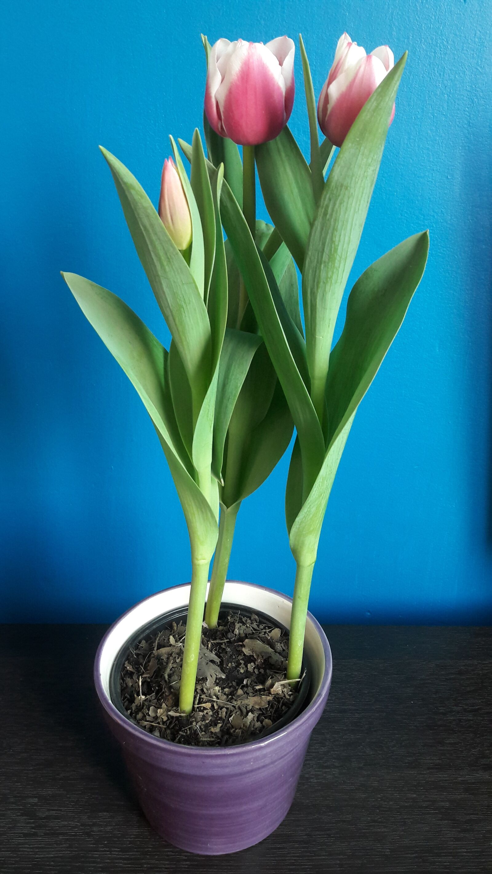 Samsung Galaxy J7 sample photo. Tulip, flower, flowers photography