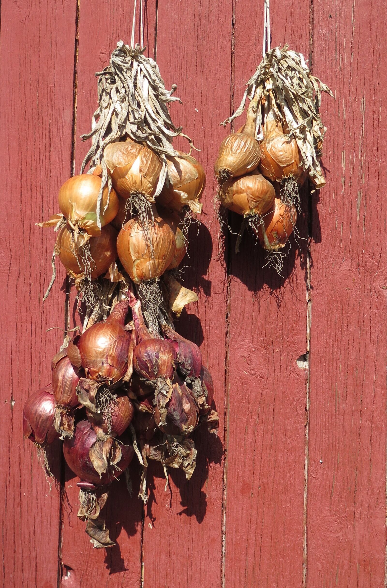 Canon PowerShot G16 sample photo. Onions, drying, vegetable photography