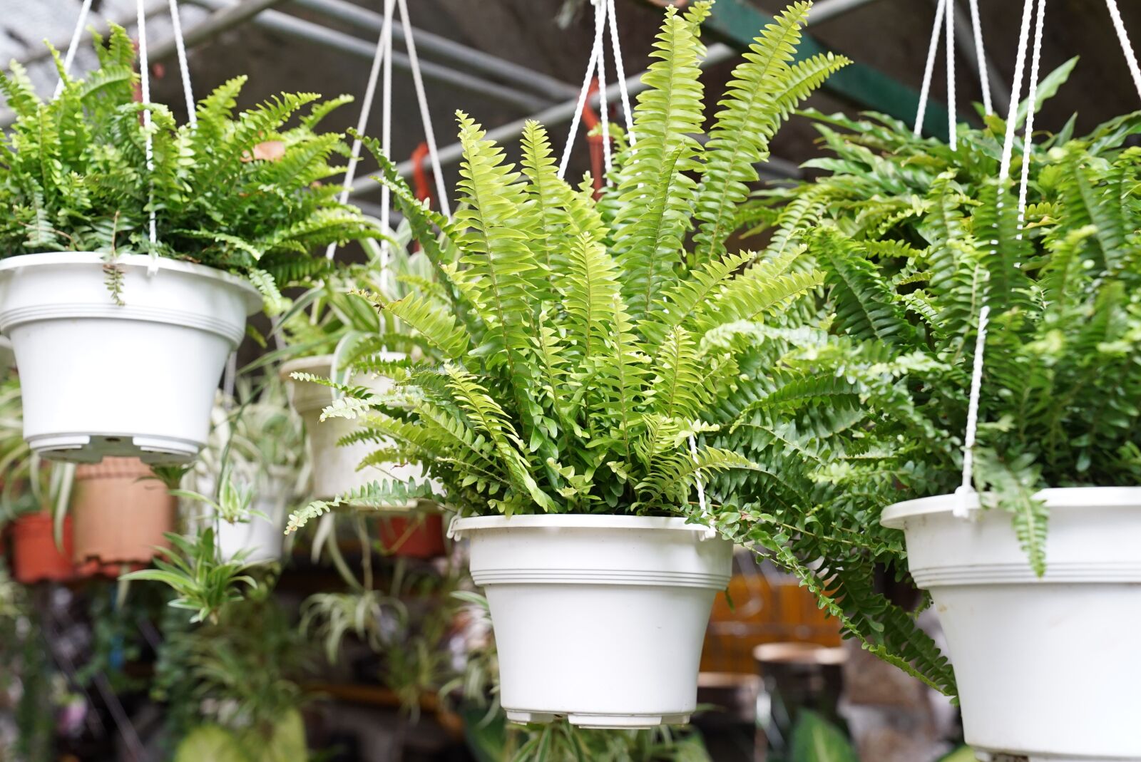 Sony a7S + Sony FE 24-70mm F2.8 GM sample photo. Fern, tender, natural photography