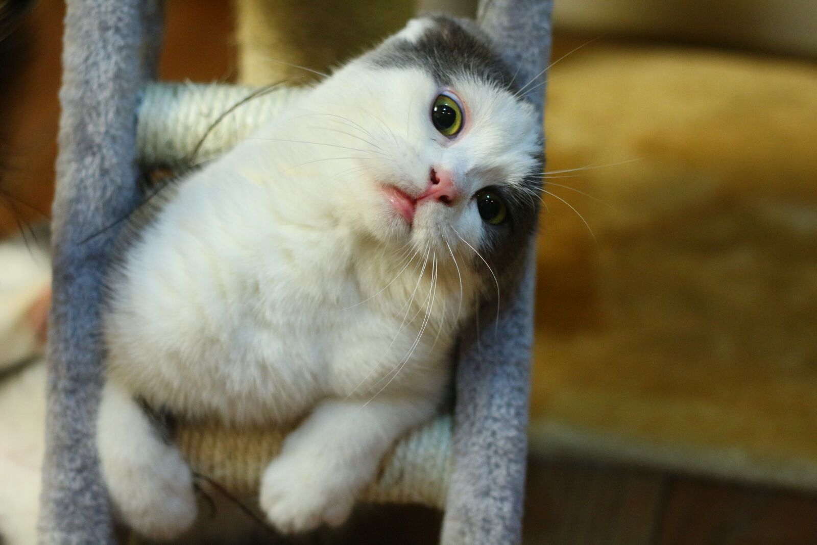 Canon EOS 650D (EOS Rebel T4i / EOS Kiss X6i) + Canon EF 50mm F1.8 II sample photo. Cat, funny, indoor photography