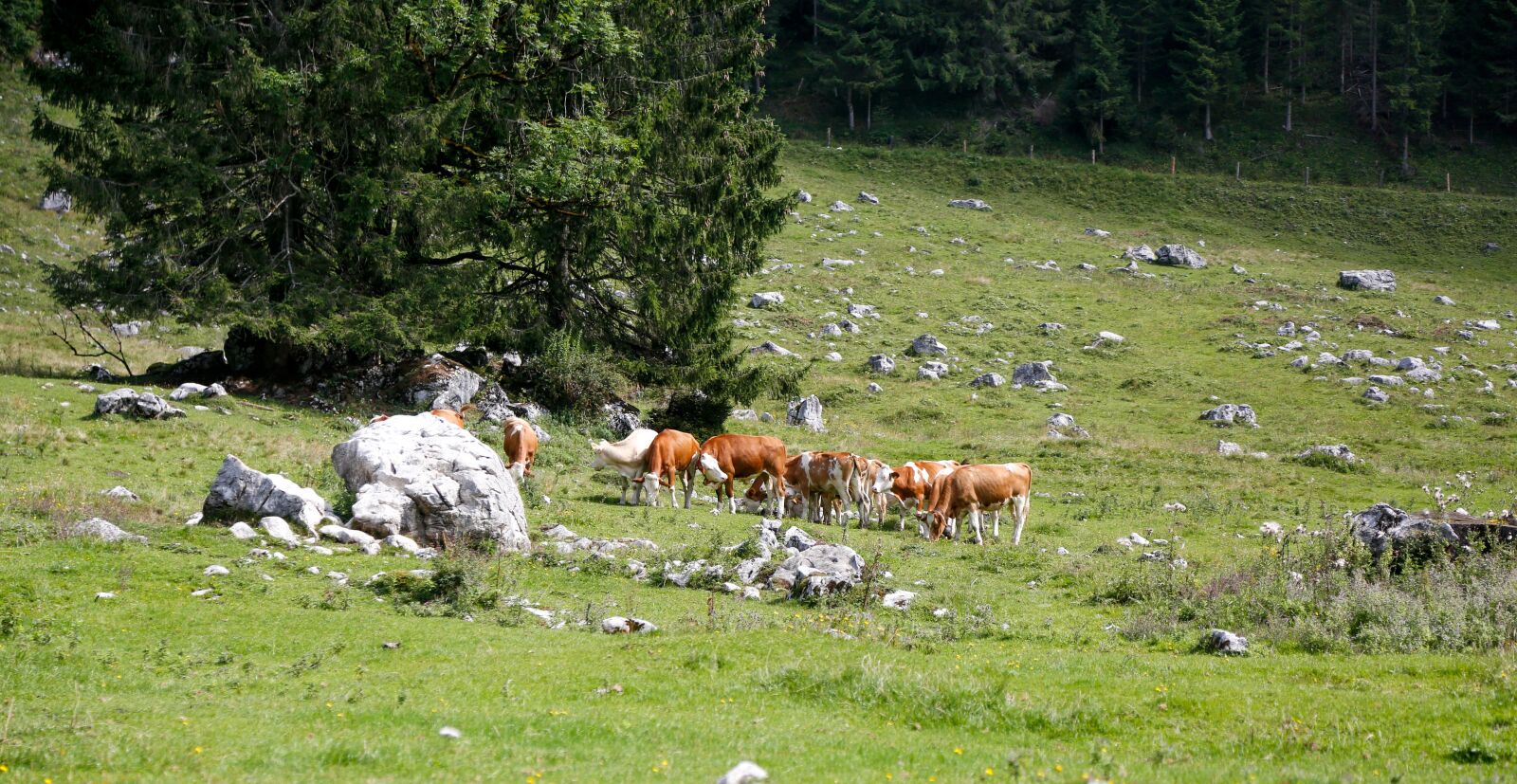 Canon EOS 5D Mark III sample photo. Alm, cattle, agriculture photography