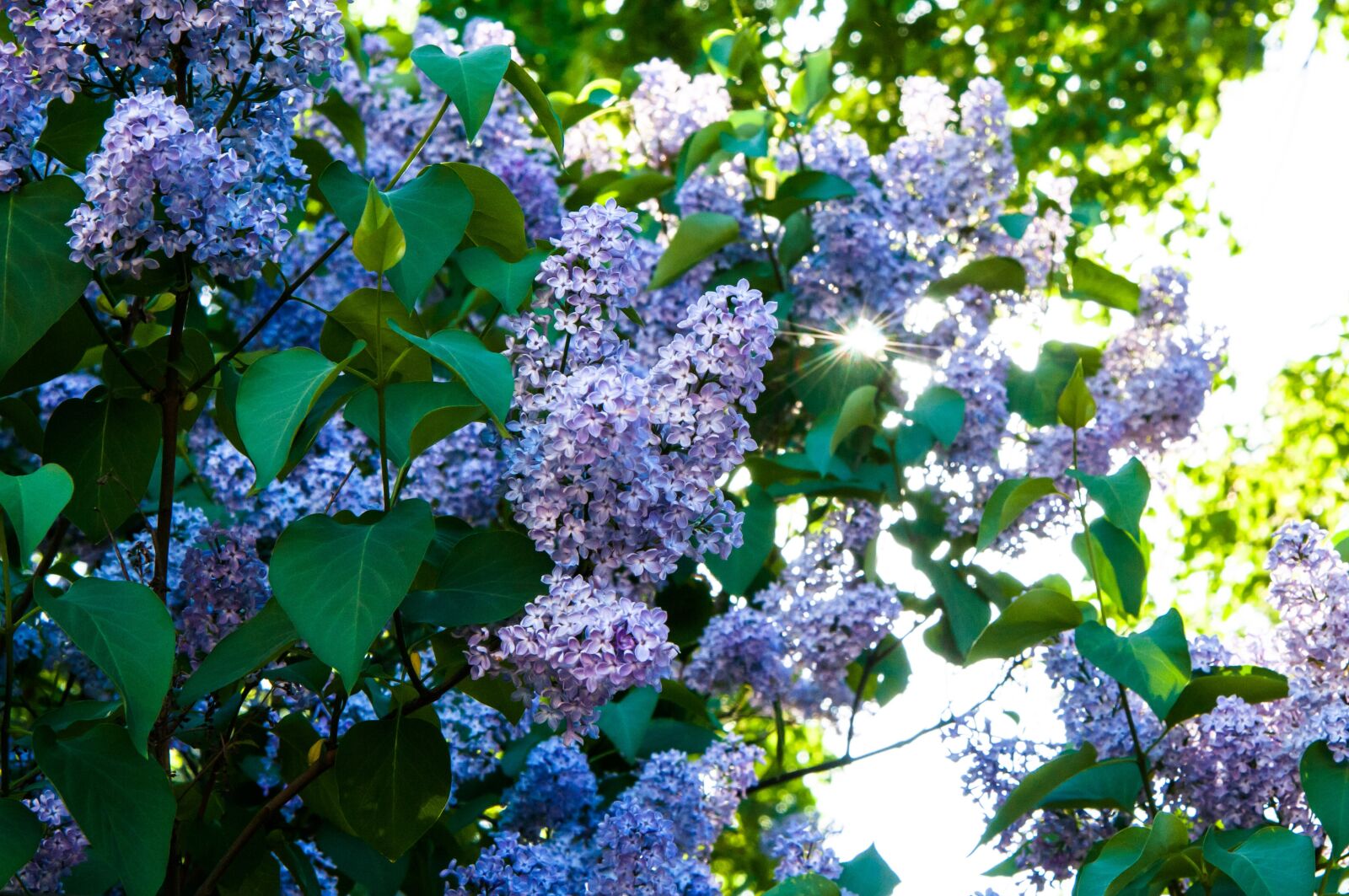 Nikon D300S sample photo. Flowers, lilac, lilac flowers photography