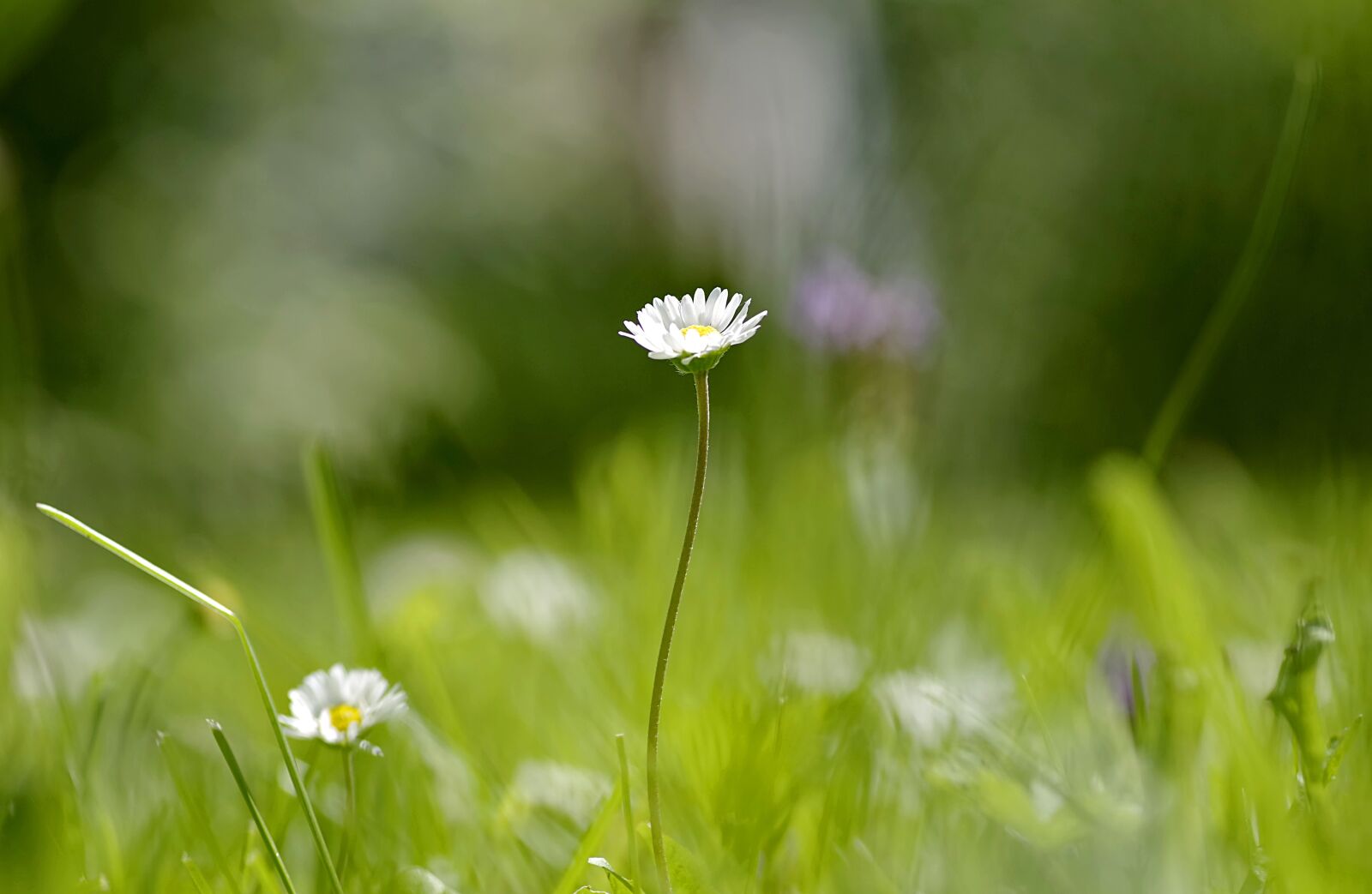 Pentax K-S2 sample photo. Meadow, nature, green photography