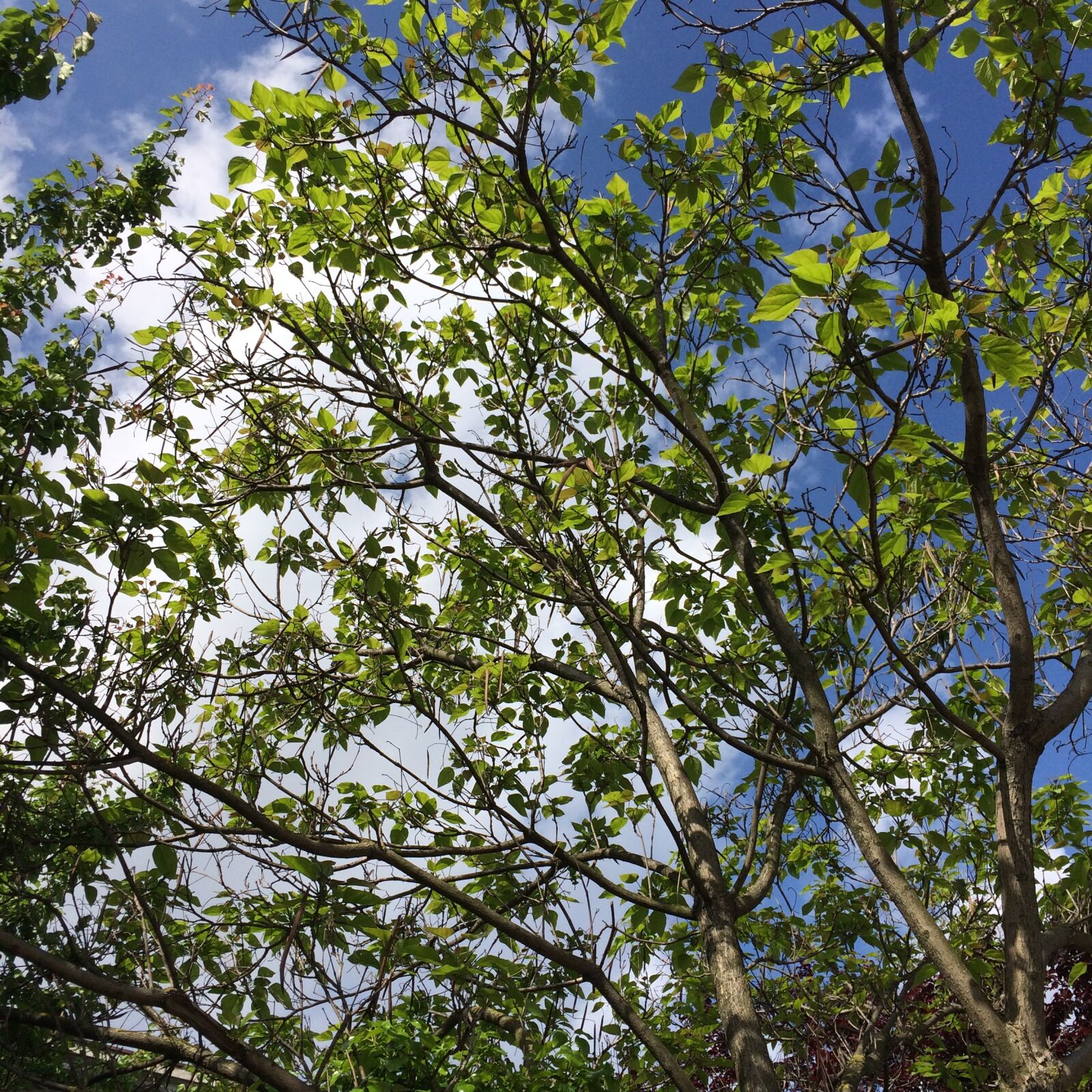 iPhone 5s back camera 4.15mm f/2.2 sample photo. Spring, yesil tree, sky photography