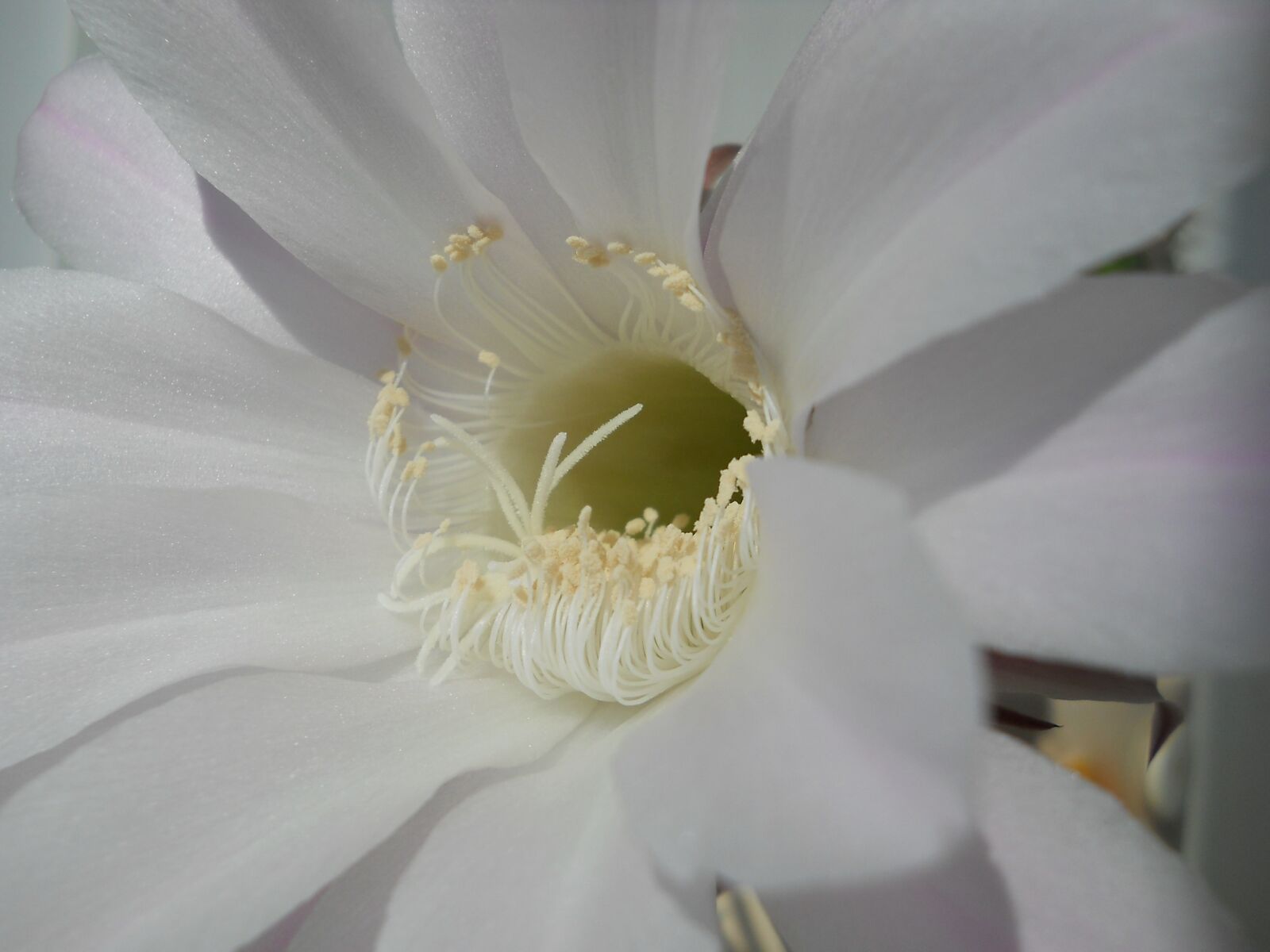 Nikon Coolpix L21 sample photo. Cactus flower, summer, once photography