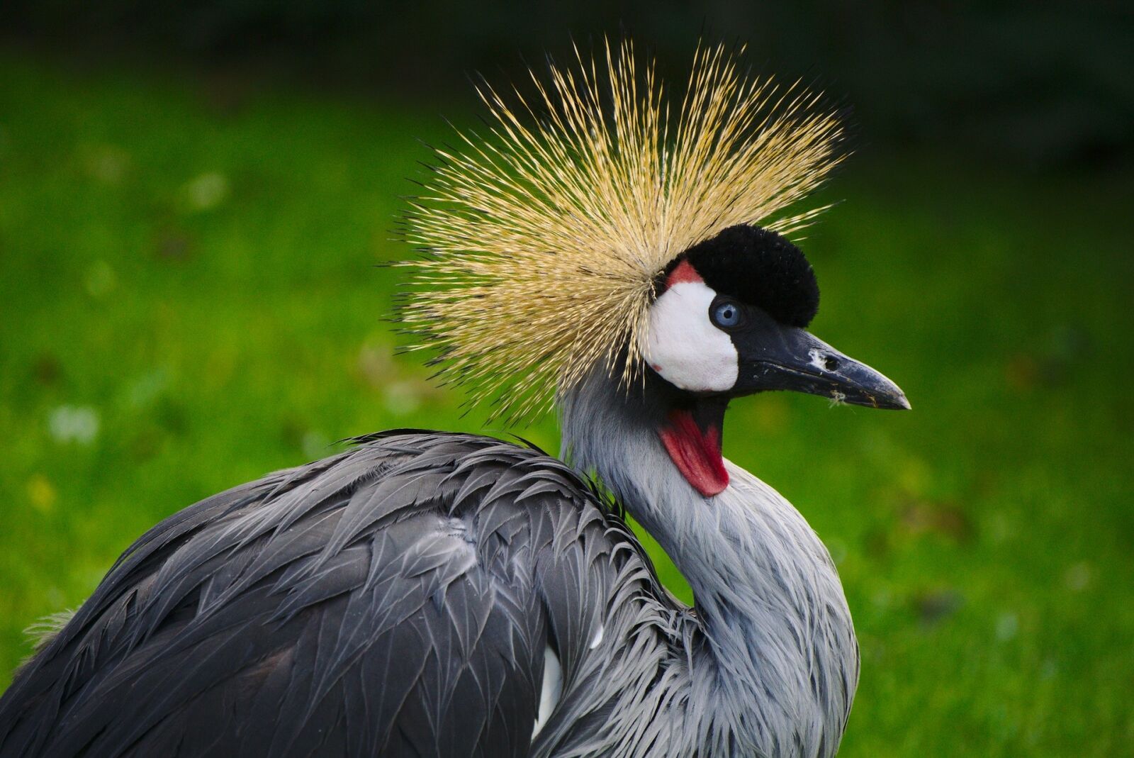 Sony E 55-210mm F4.5-6.3 OSS sample photo. Grey crowned crane, bird photography