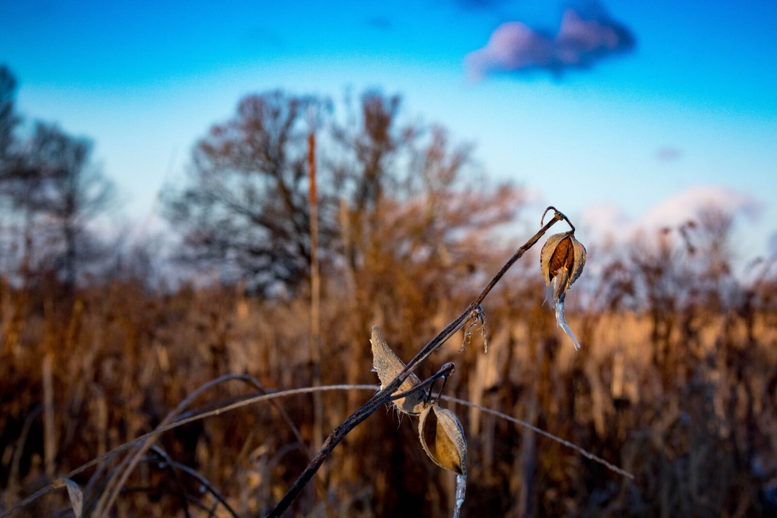 Nikon D3400 sample photo. Flower, winter, nature photography