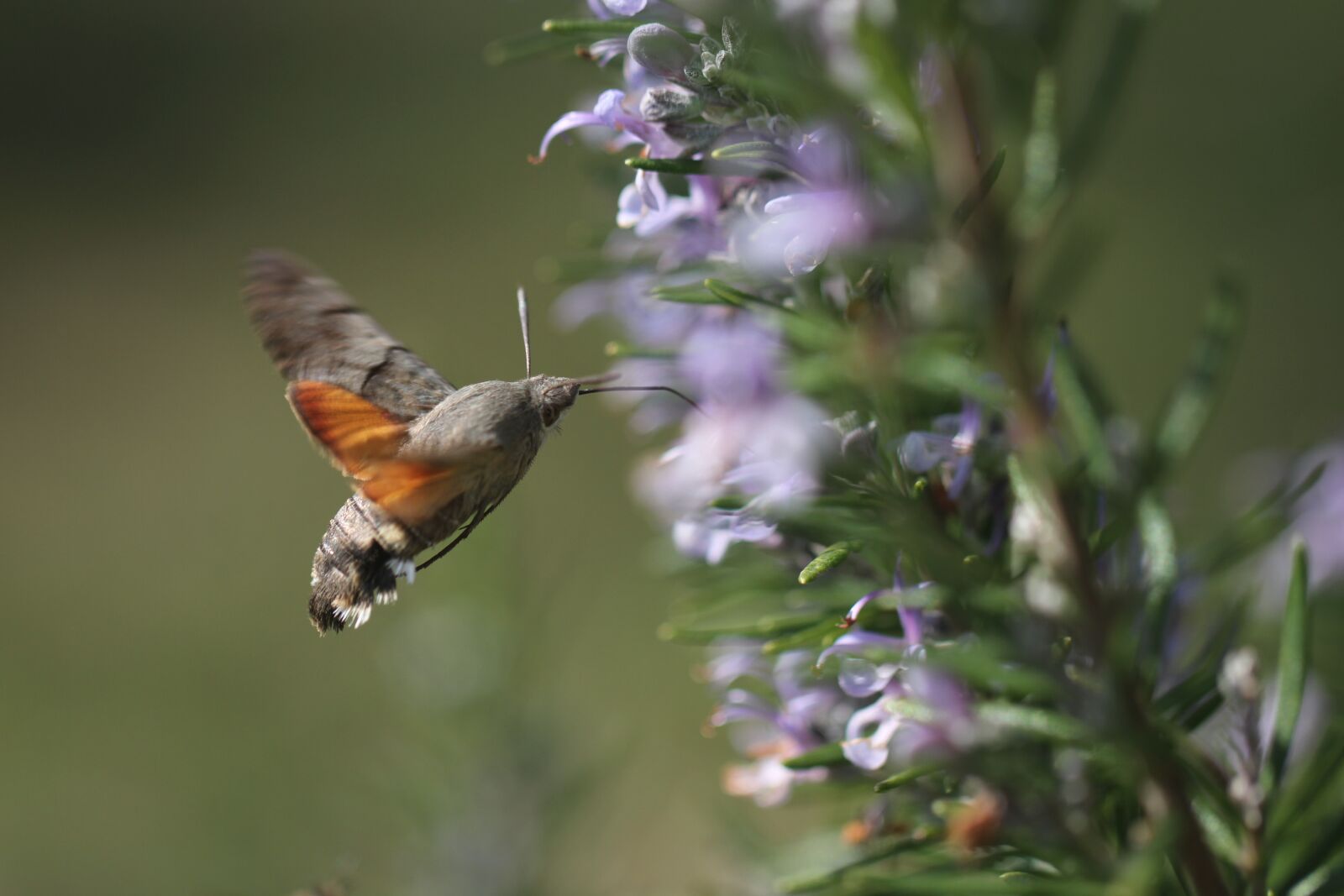 Canon EOS 7D sample photo. Hummingbird hawk moth, insect photography