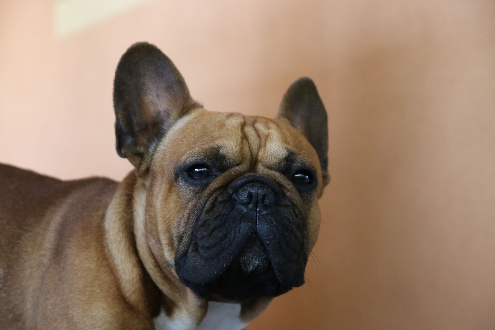 Canon EOS 70D sample photo. Dog, dog french, animal photography