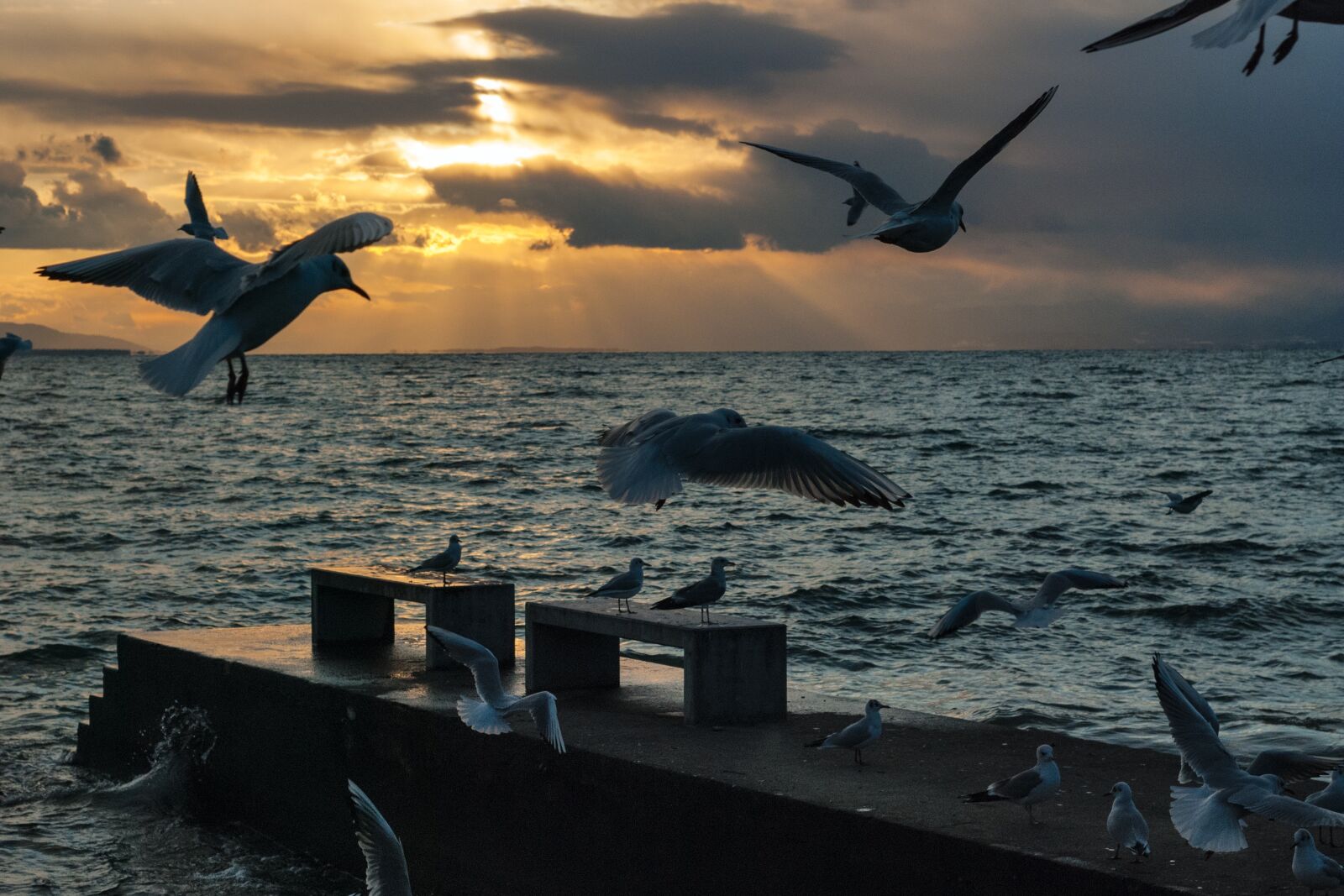 Nikon D80 sample photo. Seagull, montreux, vaud photography