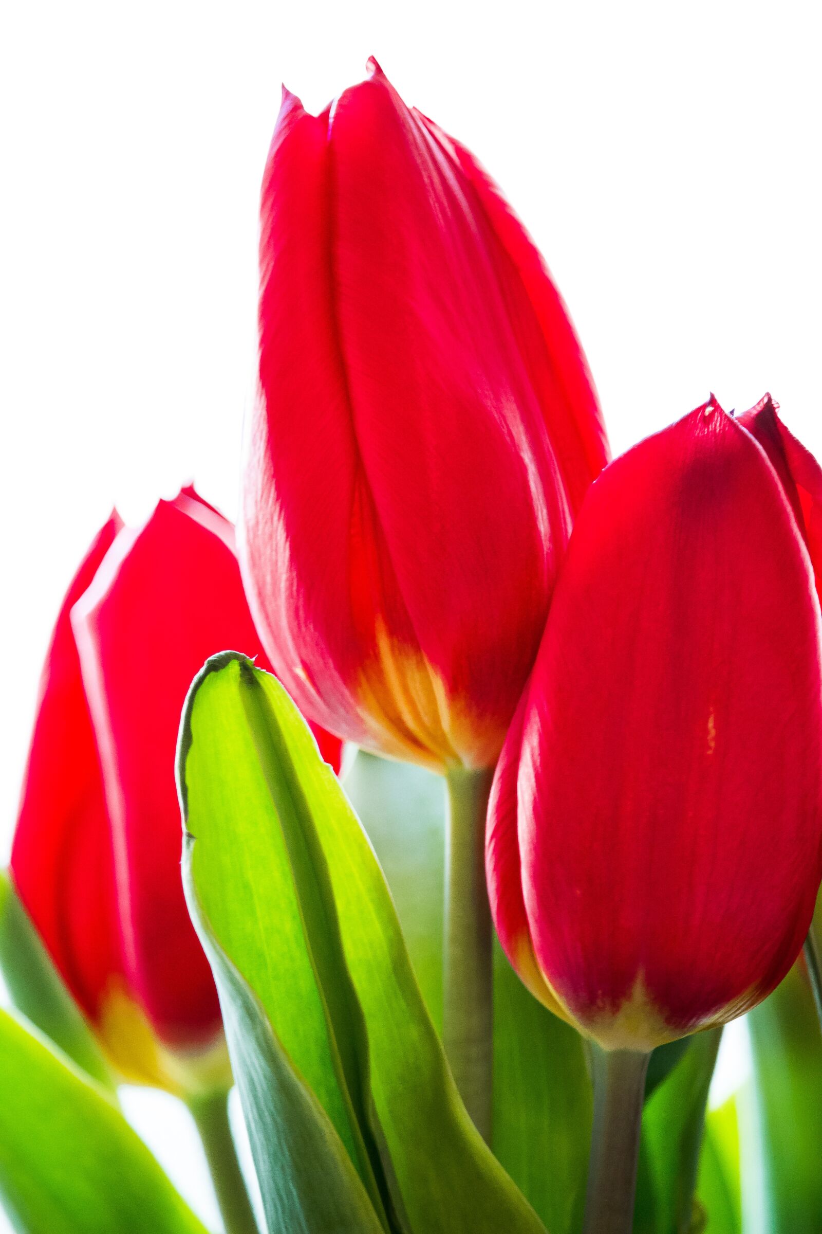 Canon EOS 100D (EOS Rebel SL1 / EOS Kiss X7) sample photo. Tulip, flower, spring photography