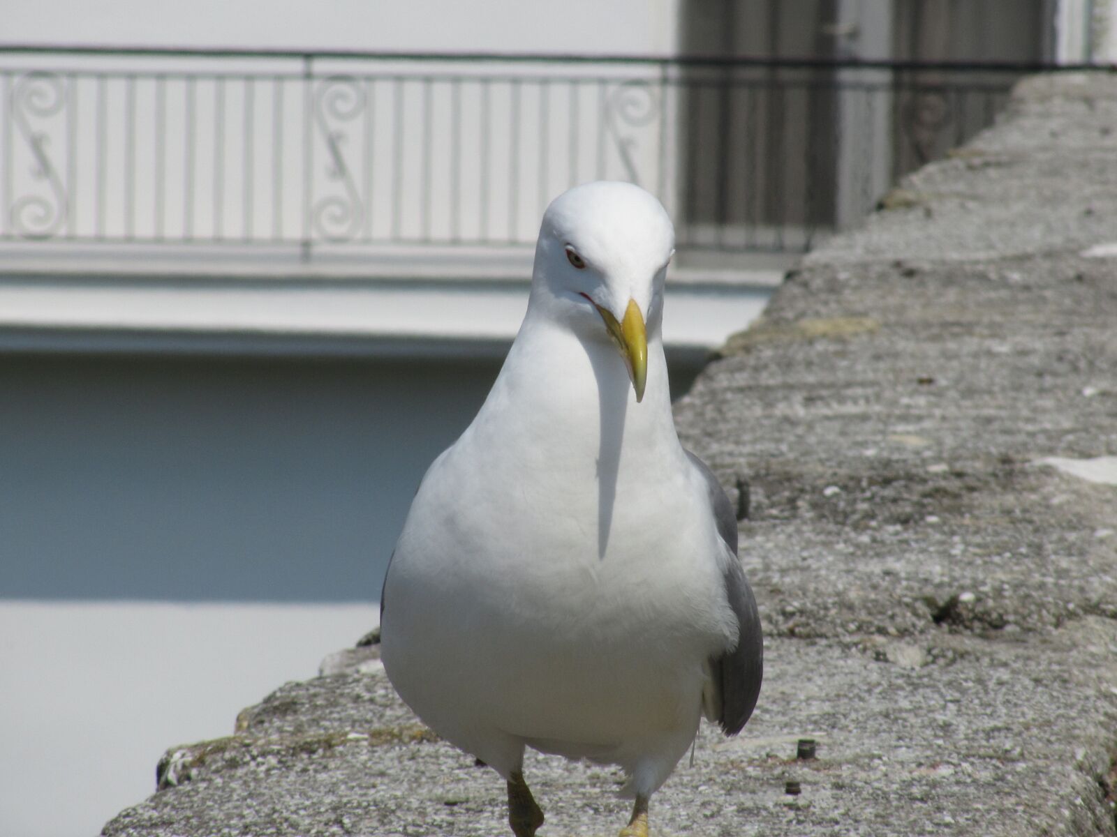 Canon PowerShot SX210 IS sample photo. Bird, water bird, close photography