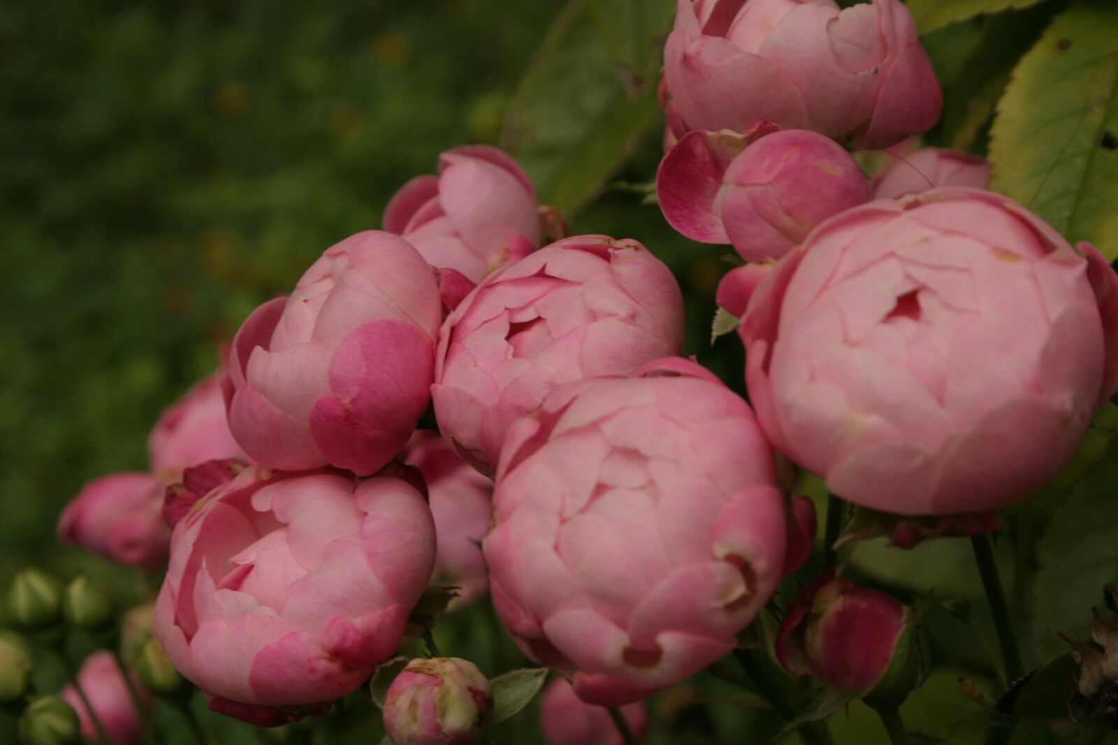 Canon EOS 300D (EOS Digital Rebel / EOS Kiss Digital) sample photo. Rose, flower buds, flower photography