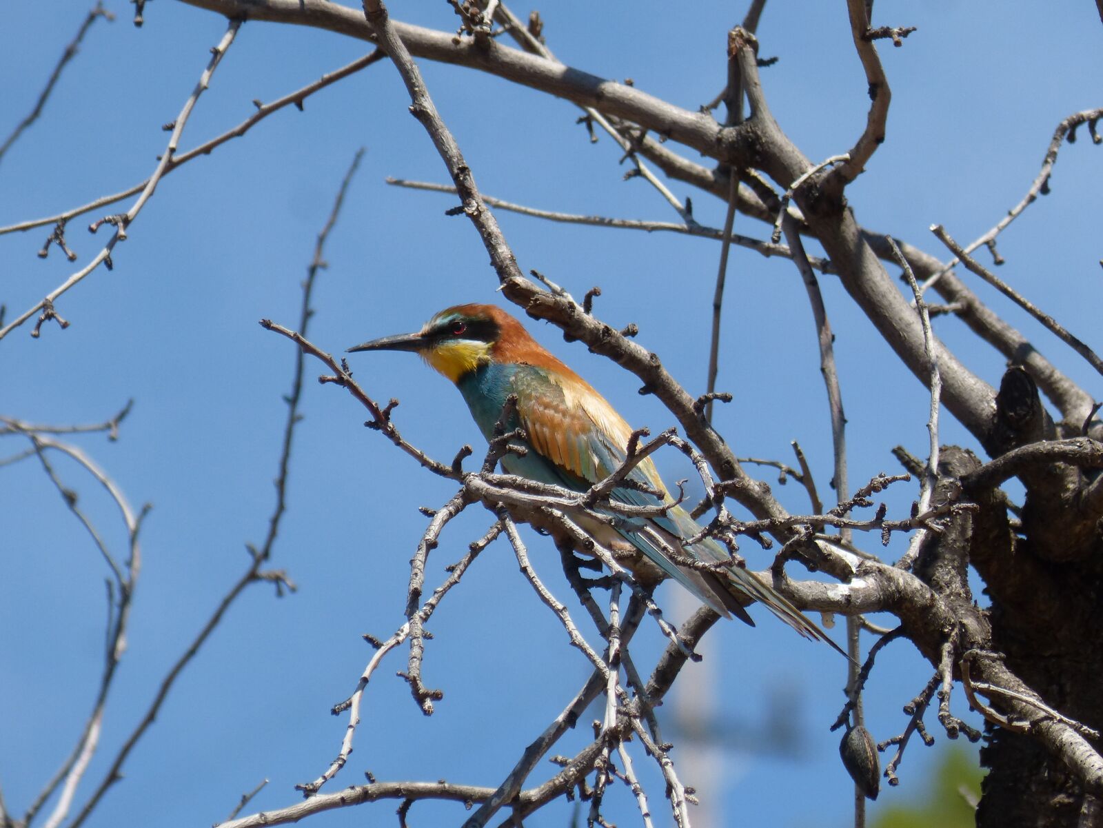 Panasonic DMC-FZ62 sample photo. Bird, bee-eater, almond tree photography