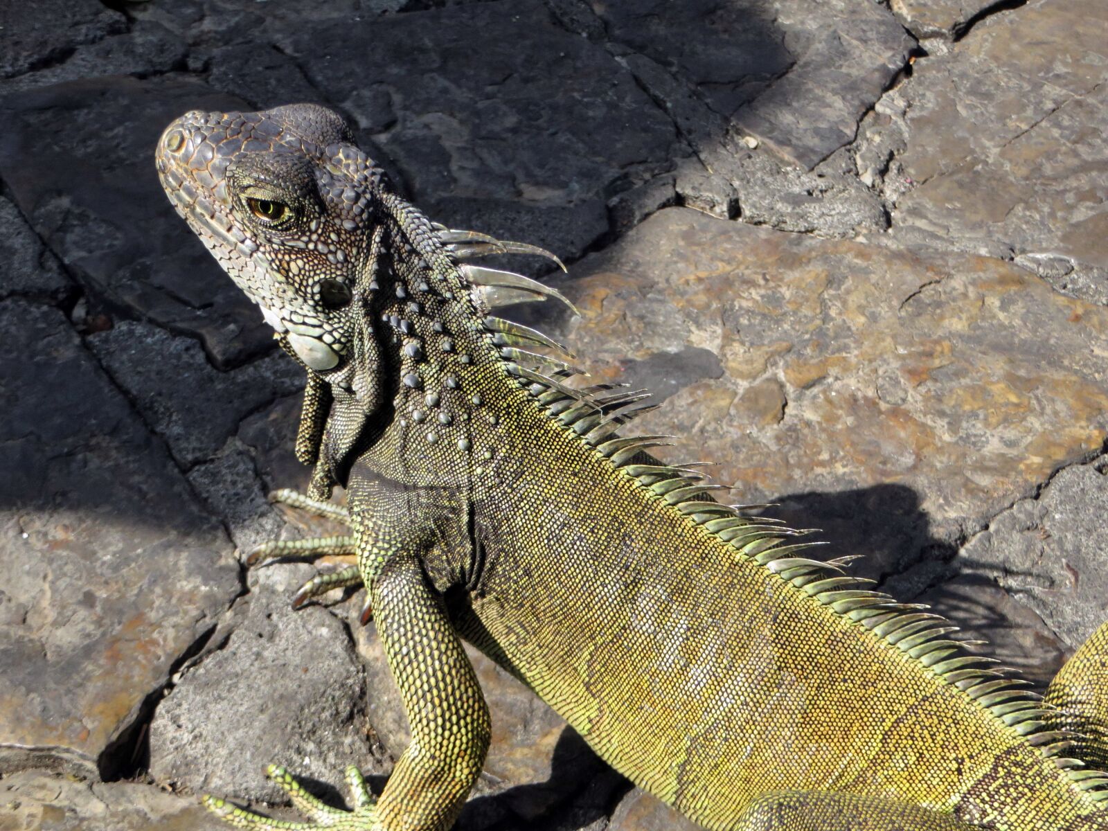 Canon PowerShot SX270 HS sample photo. Ecuador, iguana, green photography