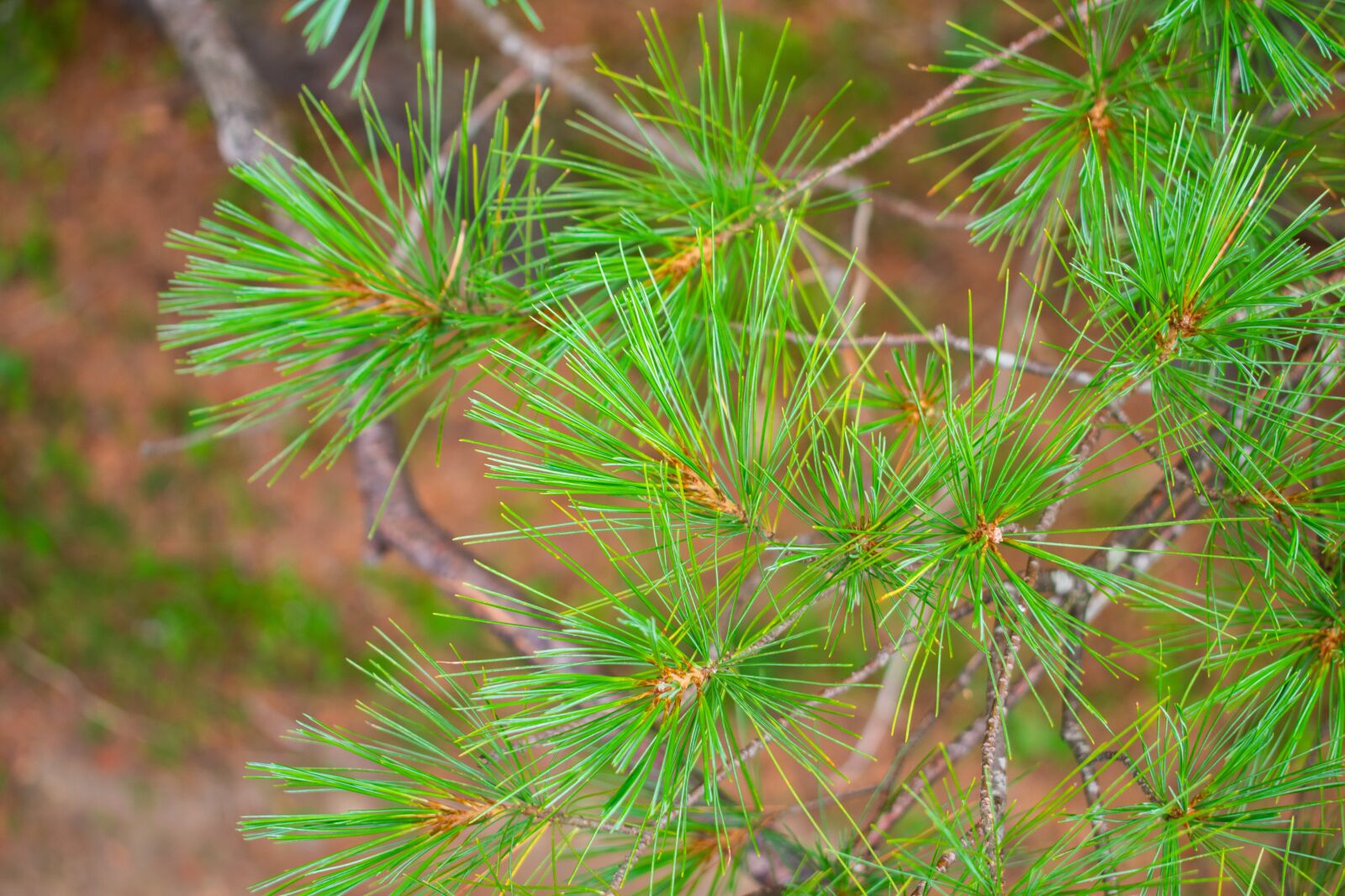 Nikon D3400 sample photo. Adirondacks, pine, needle photography