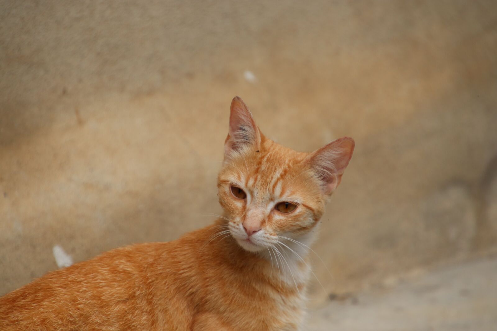 Canon EOS 800D (EOS Rebel T7i / EOS Kiss X9i) sample photo. Cats, felines, adorable photography