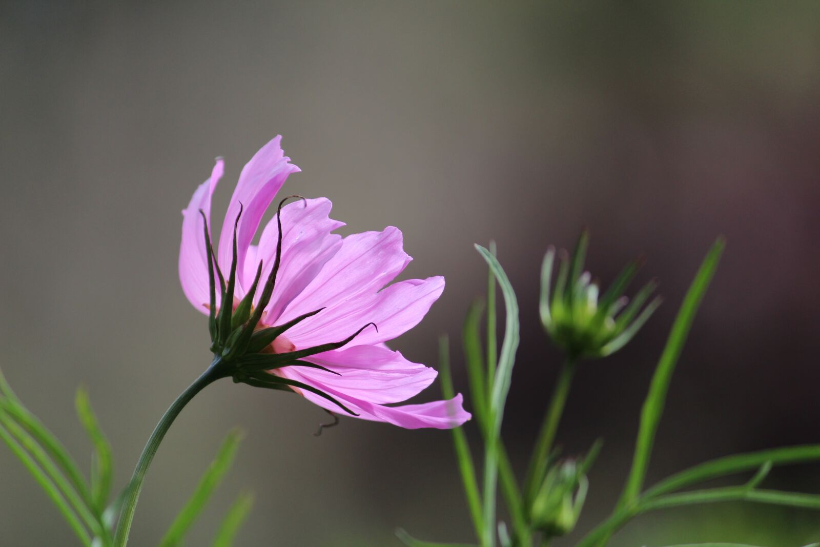 Canon EOS 1200D (EOS Rebel T5 / EOS Kiss X70 / EOS Hi) sample photo. Flower, purple, nature photography