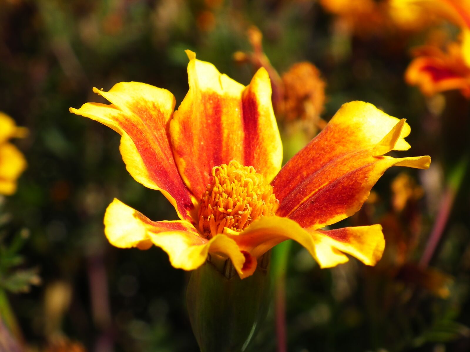 FujiFilm FinePix HS10 (FinePix HS11) sample photo. Flower, nature, plant photography