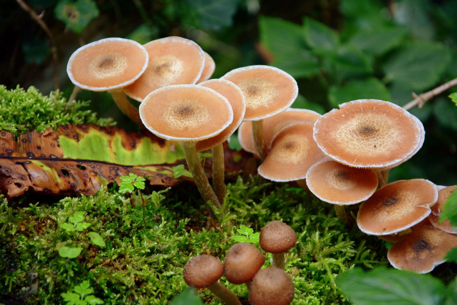 Nikon D7100 sample photo. Fungus, forest, leaves photography