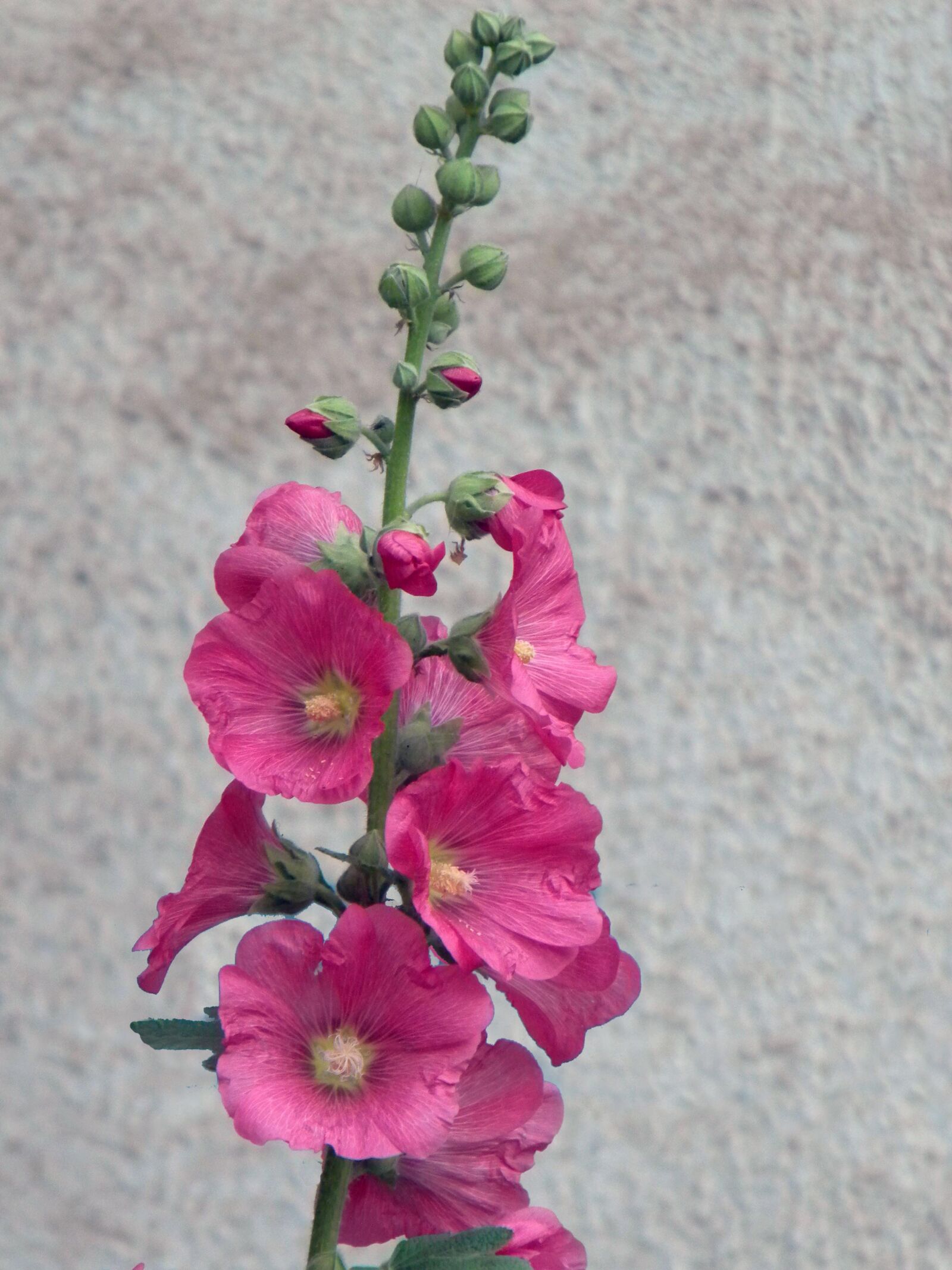 Nikon Coolpix L100 sample photo. Pink color, flower, flowers photography