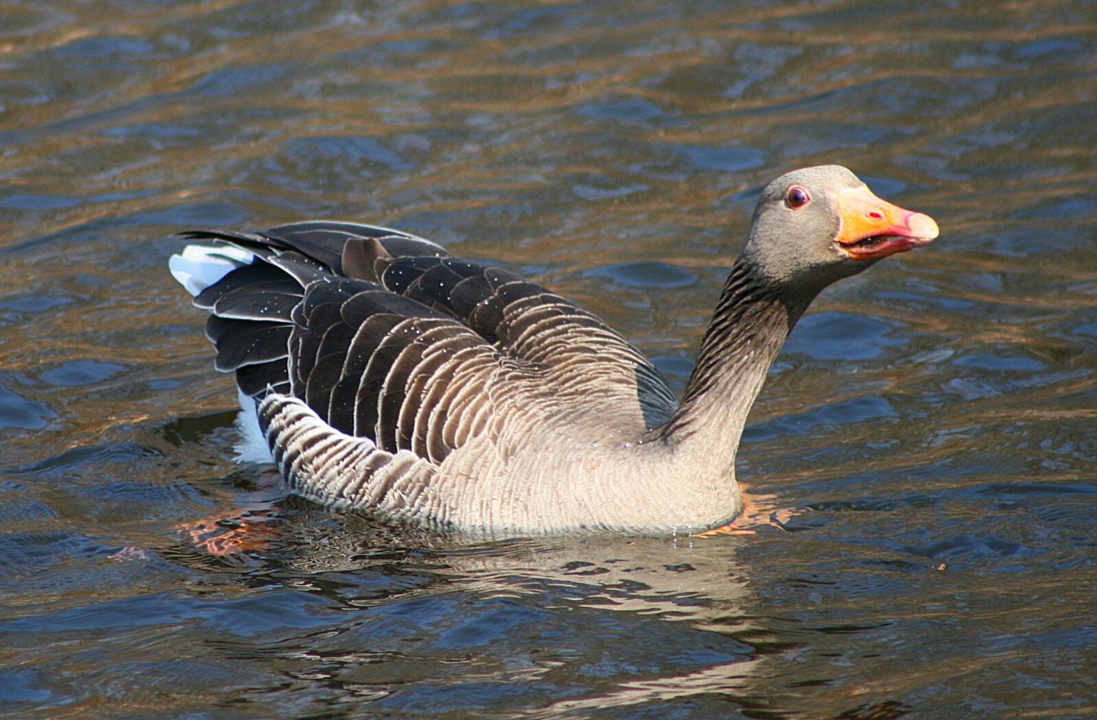 Canon EOS 400D (EOS Digital Rebel XTi / EOS Kiss Digital X) sample photo. Animal world, nature, goose photography