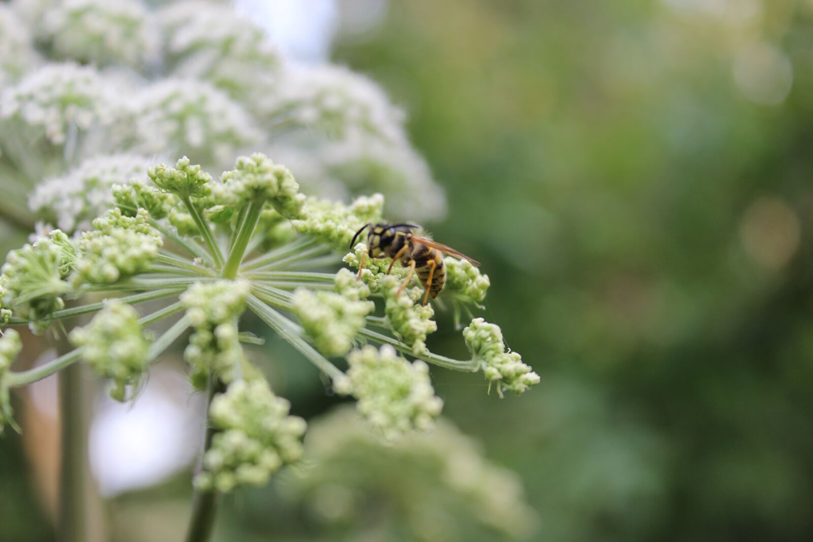 Canon EOS 600D (Rebel EOS T3i / EOS Kiss X5) sample photo. Wasp, close up, forest photography