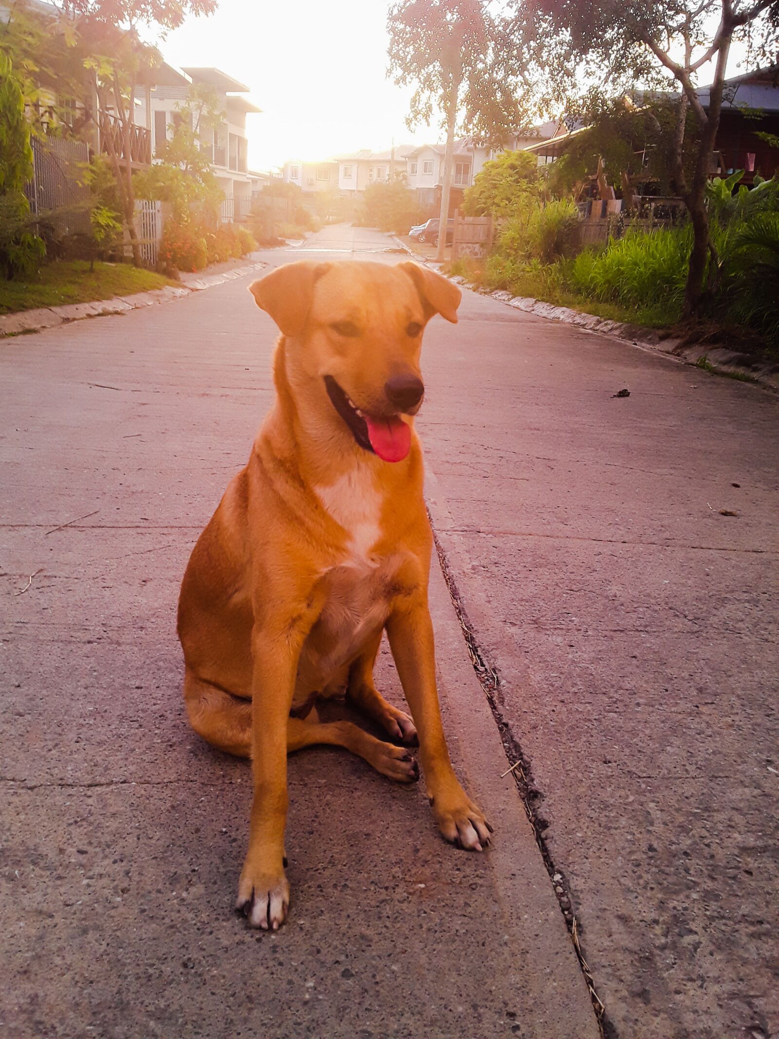 Samsung Galaxy J2 Core sample photo. Dog, sunset, animal photography