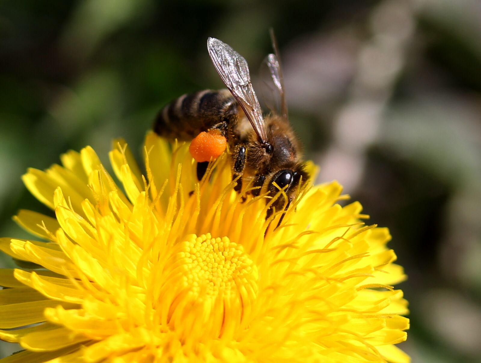 Canon EF-S 60mm F2.8 Macro USM sample photo. Dandelion, bee, yellow photography