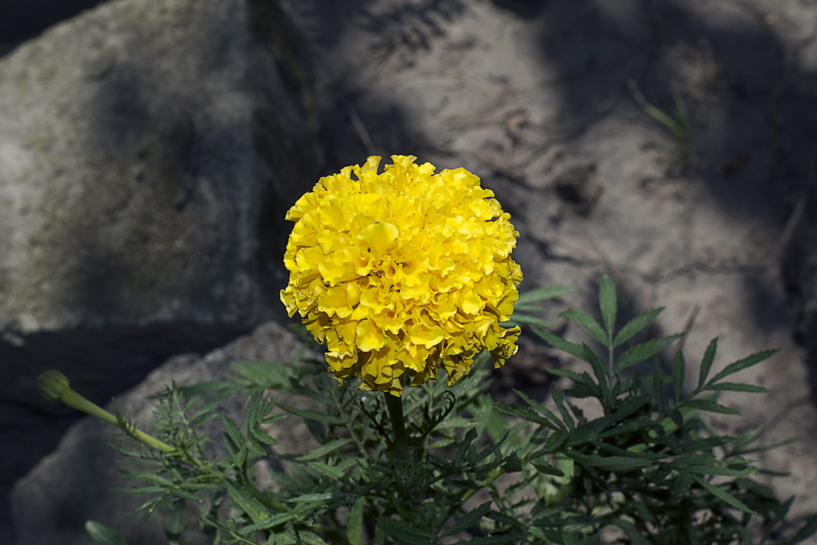 Nikon D5300 sample photo. Flowers, garden, nature, summer photography