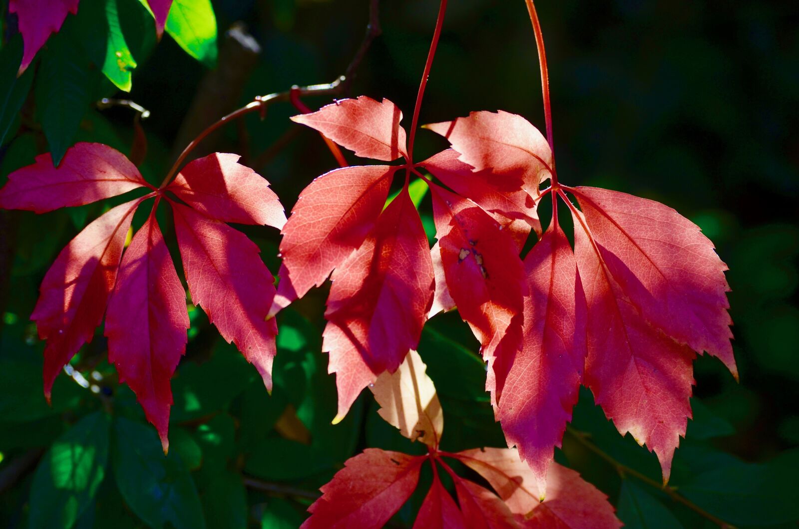 Nikon D5100 sample photo. Fall foliage, colorful, leaves photography