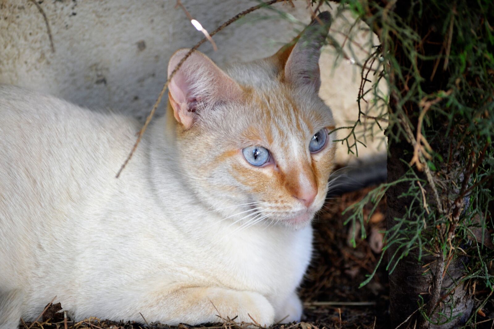 Nikon D3100 sample photo. Kitten, feline, pets photography