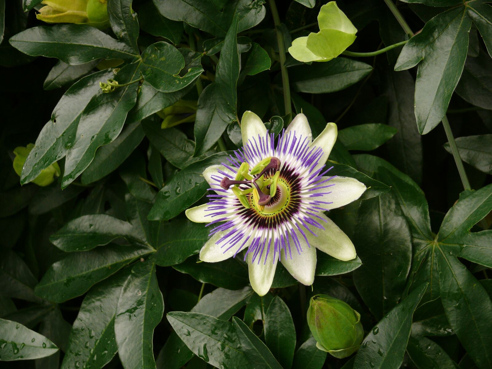 Panasonic DMC-FZ50 sample photo. Passion flower, blossom, bloom photography