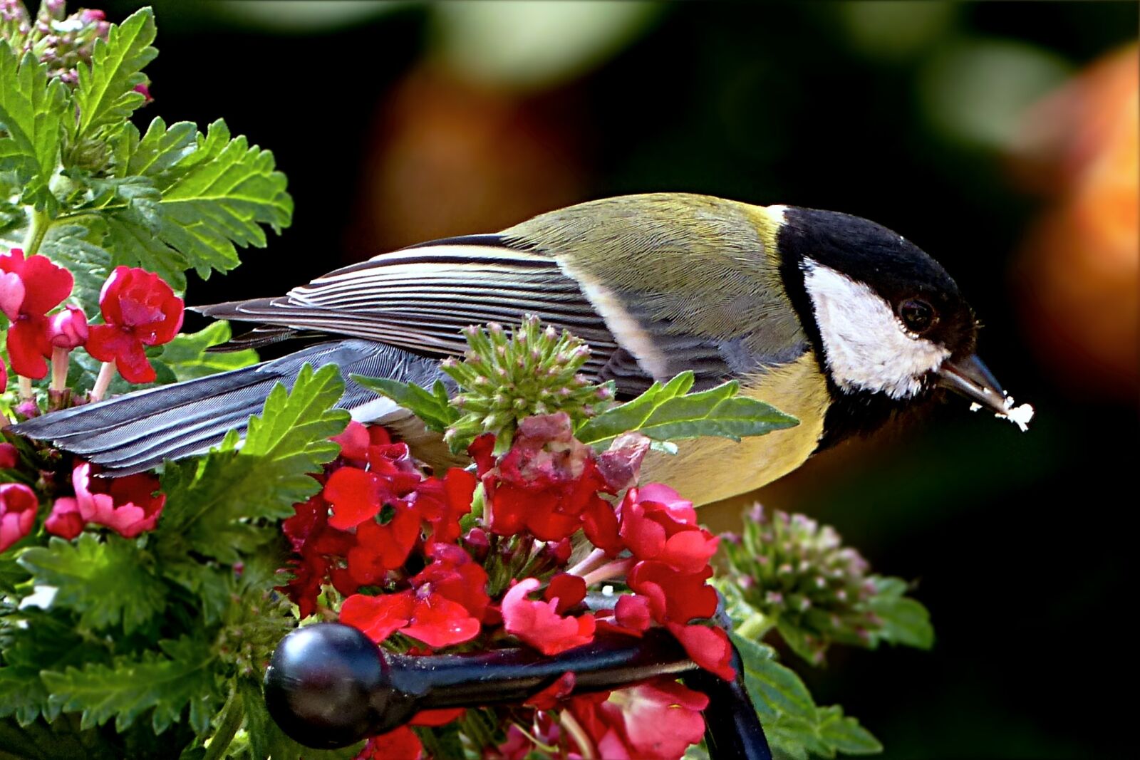 Panasonic Lumix DMC-FZ200 sample photo. Animal, bird, tit photography