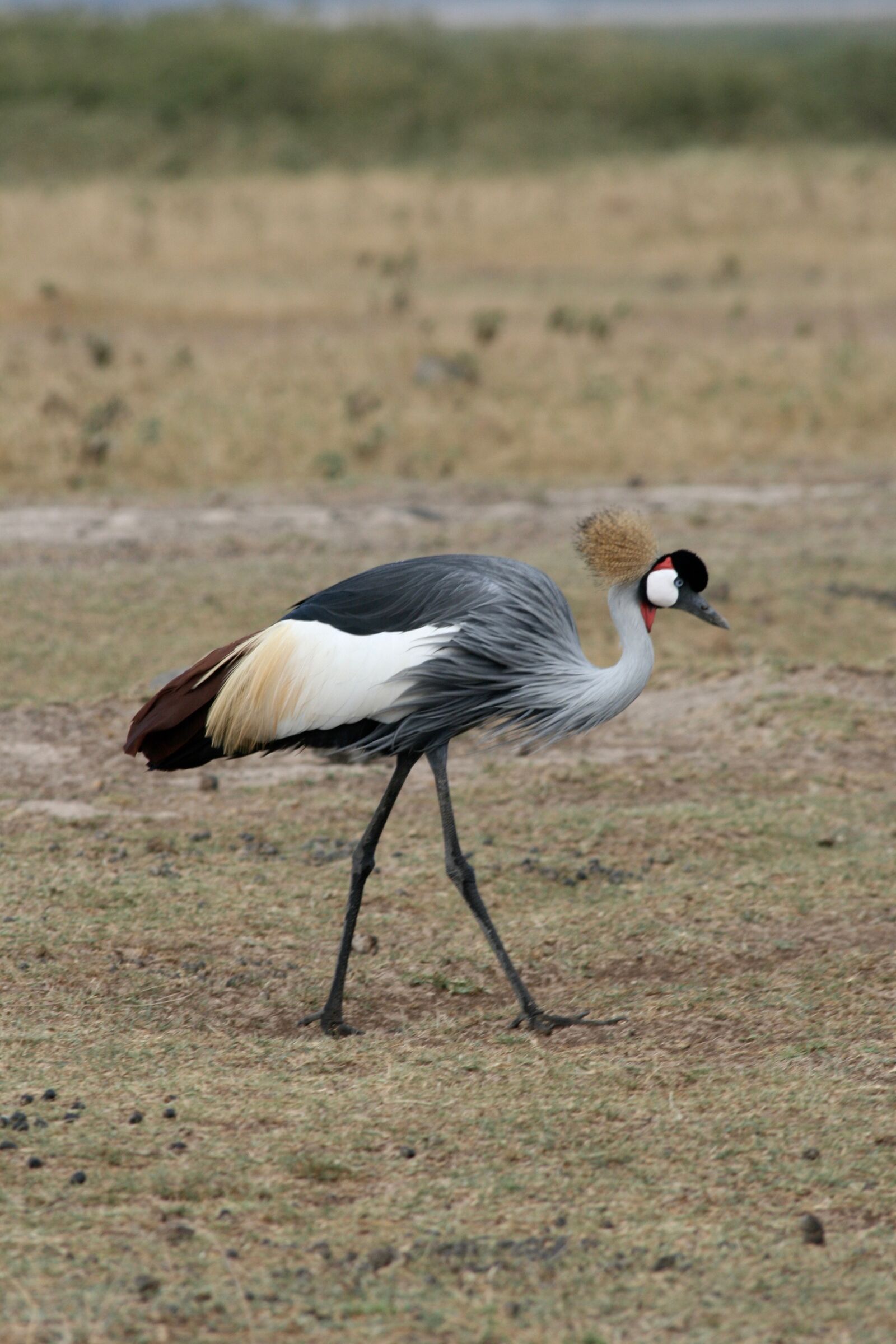 Canon EOS 400D (EOS Digital Rebel XTi / EOS Kiss Digital X) sample photo. Bird, rare, kenya photography
