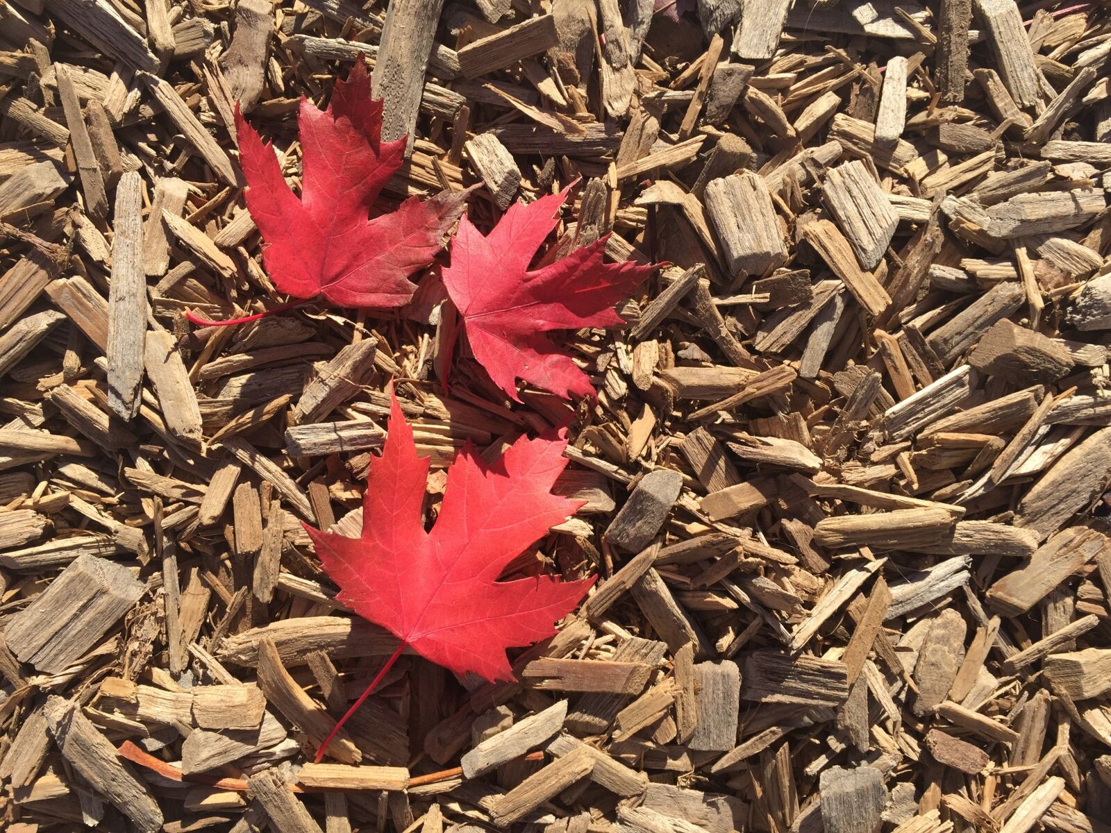 Apple iPhone 6 sample photo. Maple leaves, maple, leaf photography