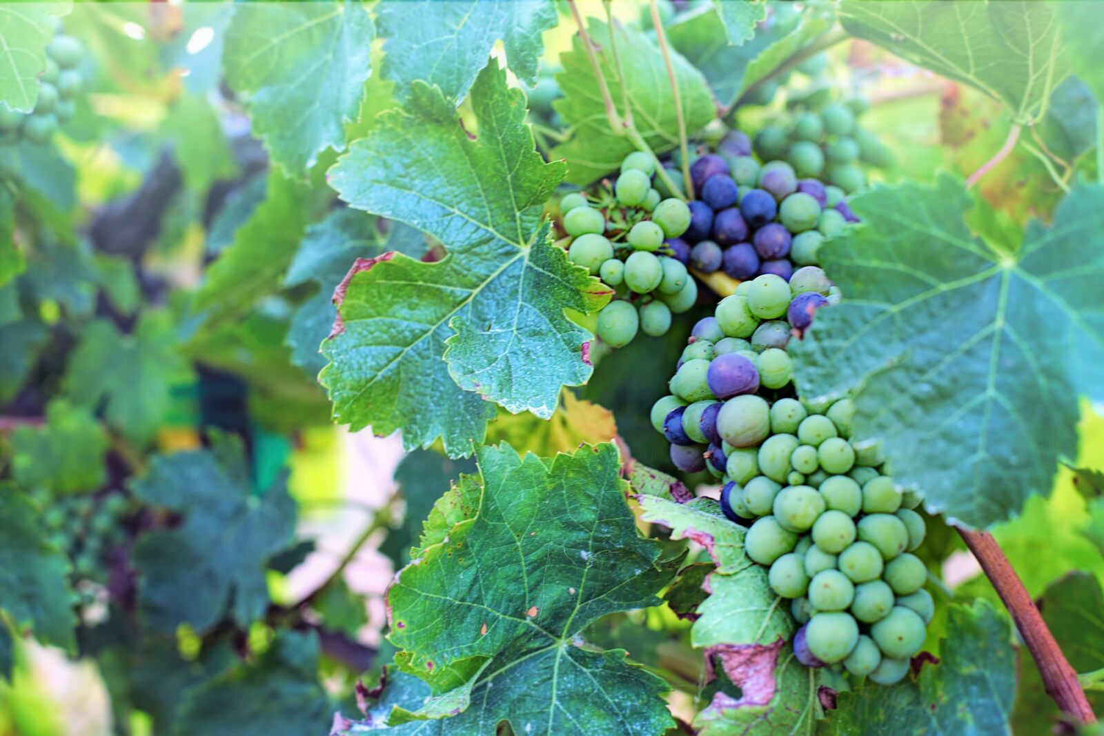 Canon EF 50mm F1.4 USM sample photo. Grapes, purple, green photography